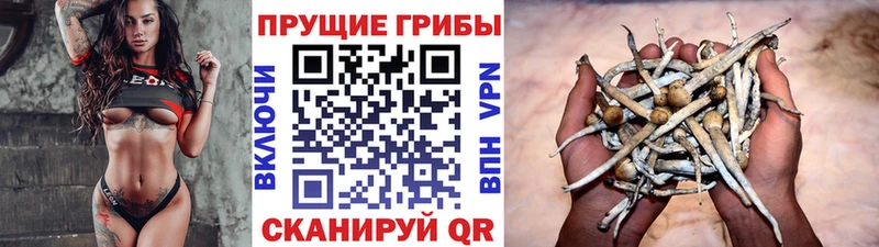 купить наркоту  Кашин  OMG зеркало  Галлюциногенные грибы GOLDEN TEACHER 